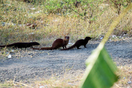 The Otter family red in the natureの写真素材