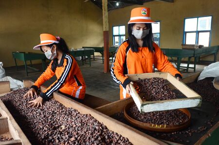 Sort the cacao beans in Plantation Glanmor, Banyuwangi, East Java, Indonesia. Photo taken on: 16 November 2013.のeditorial素材