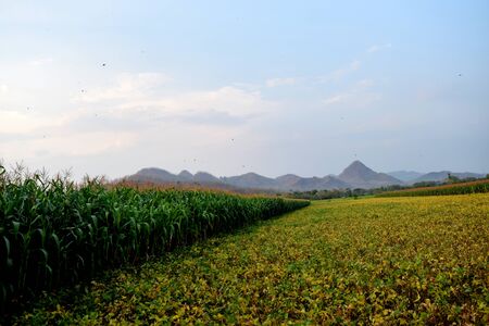 Fields of corn and soybeans with mountain backgroundの写真素材