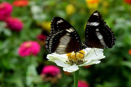 Butterfly looking for nectar on a white asteraceae flower
