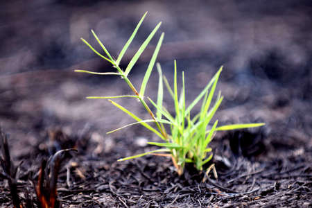 green grass