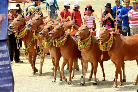 Sapi Sono is one of Madura traditional cultures that follows the agenda of bull racing or popularly known as Karapan Sapi in Madura Island, East Java, Indonesia.のeditorial素材