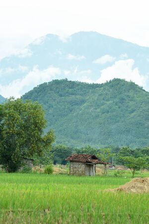Paddy field in Badegan village Ponorogo East Java Indonesiaの写真素材