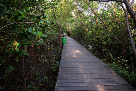 Sights in the mangrove area on the east coast of wonorejo surabaya, east jawa, indonesia on April 30, 2016のeditorial素材