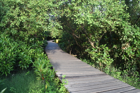 Sights in the mangrove area on the east coast of wonorejo surabaya, east jawa, indonesia on April 30, 2016のeditorial素材