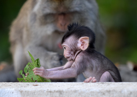 Monkey with his son in the Forest of the Manggrove Wonorejo, Surabaya, Indonesia