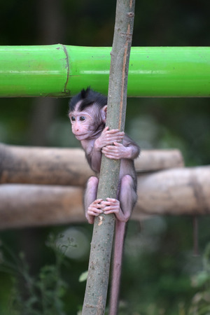 Little baby-monkey in forest of Manggrove Wonorejo Surabaya, East Java, Indonesiaの写真素材