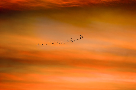 Birds fly together on the sea at sunset with beautiful orange lightの写真素材
