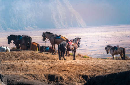 A seller of transportation services with horses in mountain bromo tourist area, East Java, Indonesia on January 27, 2014のeditorial素材