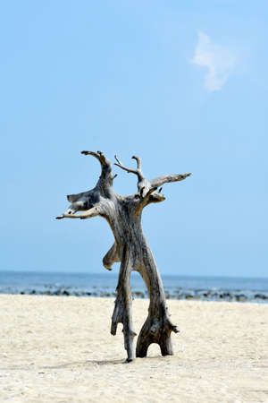 A dead tree decoration on Gili Labak island, a tourist paradise in Madura, Indonesia