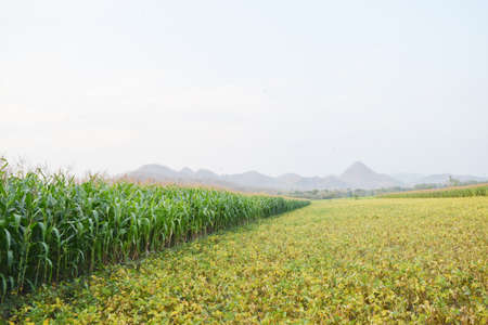 Rice fields planted with cornの写真素材
