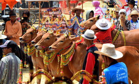 Decorated cows contest before the final of the Cow Race, held every year on the island of Madura in the Stadium of Pamekasan, Indonesia on November 25, 2015のeditorial素材