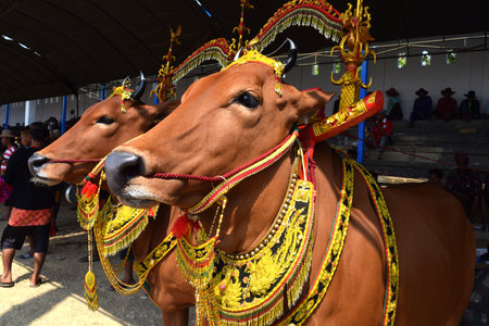 Decorated cows contest before the final of the Cow Race, held every year on the island of Madura in the Stadium of Pamekasan, Indonesia on November 25, 2015のeditorial素材