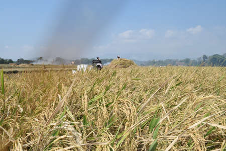 Farmer activity during rice harvest in Gontor village, Ponorogo, Indonesia on June 26, 2015のeditorial素材