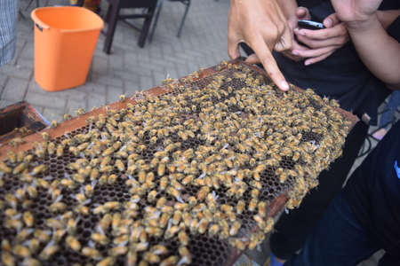 bee in hand. bee honey has nutrients that are great for human health