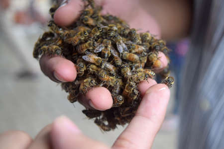 bee in hand. bee honey has nutrients that are great for human health