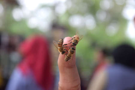 bee in hand. bee honey has nutrients that are great for human healthの写真素材