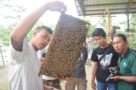 Malang, Indonesia - February 8, 2016: Place of honey bee cultivation in lawang village, malang, indonesia on February 8, 2016のeditorial素材