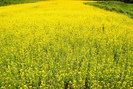 canola flower field