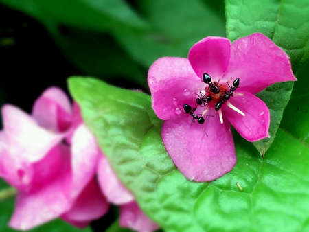 Ants on flower の素材