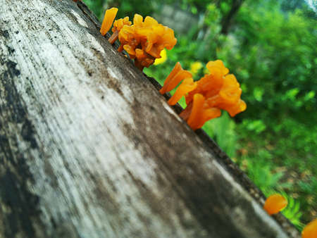 Mushrooms  の素材