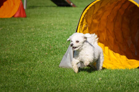 White dog is running in agility tunnel. Amazing day on czech agility private trainingの写真素材