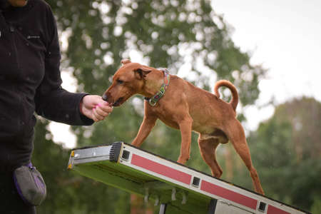 Crazy Miniature Pinscher in agility balance beam. Amazing day on czech agility competition. They are middle expert it means A2.の写真素材