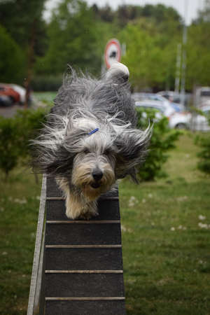 Dog Bearded Collie in agility balance beam. Amazing day on czech agility competition. They are middle expert it means A2.の写真素材