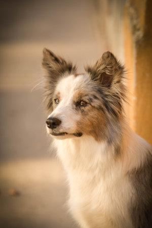 Dog border collie is standing on street. Nice dog in the city center.の写真素材