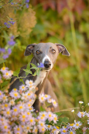 Whippet is sitting in flowers. He is so cute dog.の写真素材