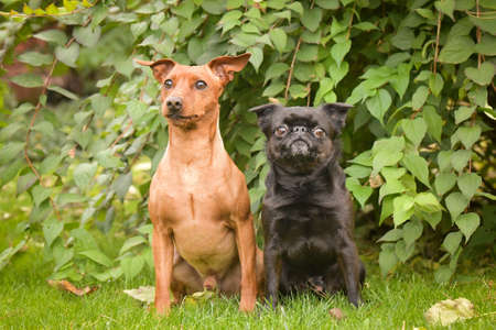 Brown dog and black dog are siting in autumn nature. He is so cute dog.の写真素材