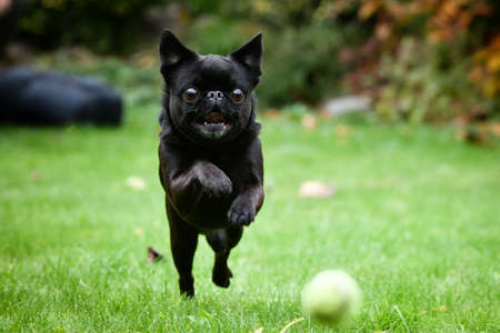 Crazy Black dog is running in nature with his toy. He is so cute dog.の写真素材