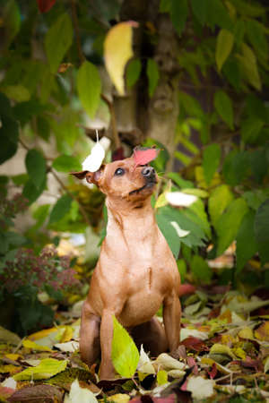 Brown dog is sitting in autumn nature. He is so cute dog.の写真素材