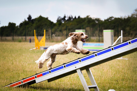 Dog is running in agility park on dog walk. She teachs new thing for competition.の写真素材
