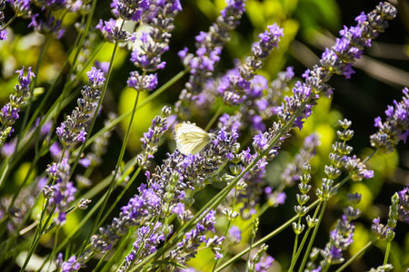 Levander flower with butterfly. New purple farm in nature.の写真素材