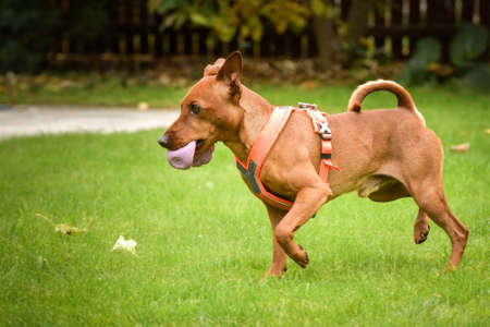 Brown dog is running in the park. He is so cute dog.の写真素材