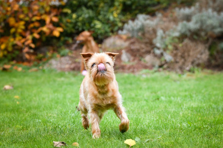 Brown dog is running in autumn nature. He is so cute dog.の写真素材