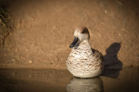 Ducks on the pond in the park. Wild ducks are reflected in the lake. Multi-colored feathers of birds. A pond with ducks and drakes. Duck feed on the surface of the water. Ducks eat food in the waterの写真素材