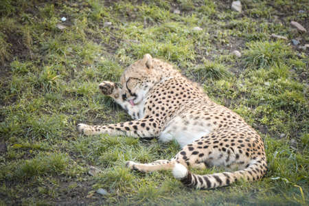 cheetah is lying on the grass. He is so gorgeus cat in zoo.