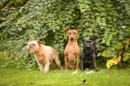 Brown dogs and black dog are siting in autumn nature. He is so cute dog.