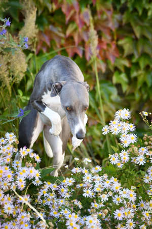 Whippet is sitting in flowers. He is so cute dog.の写真素材