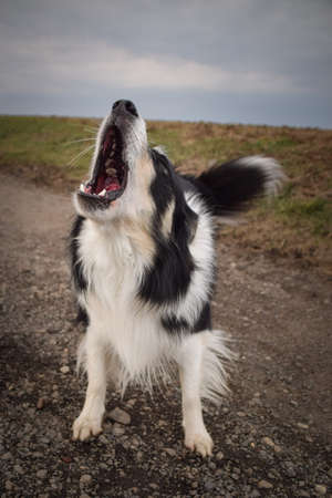 Border collie is barking on the field. He is so funny and he looks more cute.の写真素材