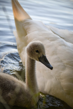 White swan flock in summer water. Swans in water. White swans. Beautiful white swans floating on the water. swans in search of food. selective focus.の写真素材