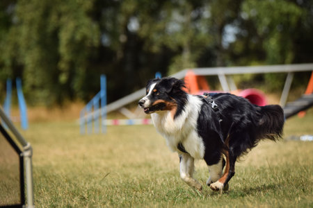 Dog, is running in agility. Amazing evening, Hurdle having private agility training for a sports...