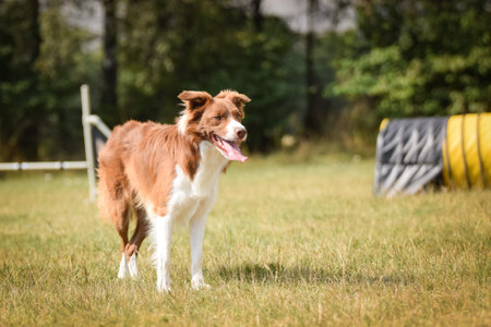 Dog, is running in agility. Amazing evening, Hurdle having private agility training for a sports competitionの写真素材