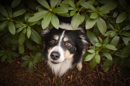 Border Collie is sitting in the bush. Autumn photoshooting in park.の写真素材