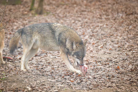 An Europe wolf is eating his meet in his habitat.の写真素材