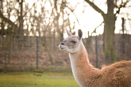 American lama is staying in the zoo near to the fence. They have not place for living.の写真素材