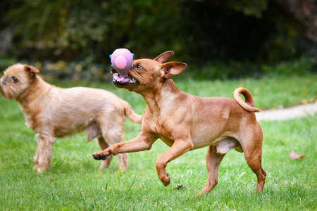 Brown dog is running in autumn nature. He is so cute dog.