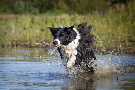 Border collie is jumping into the water. He loves water and he jump for stick.の写真素材
